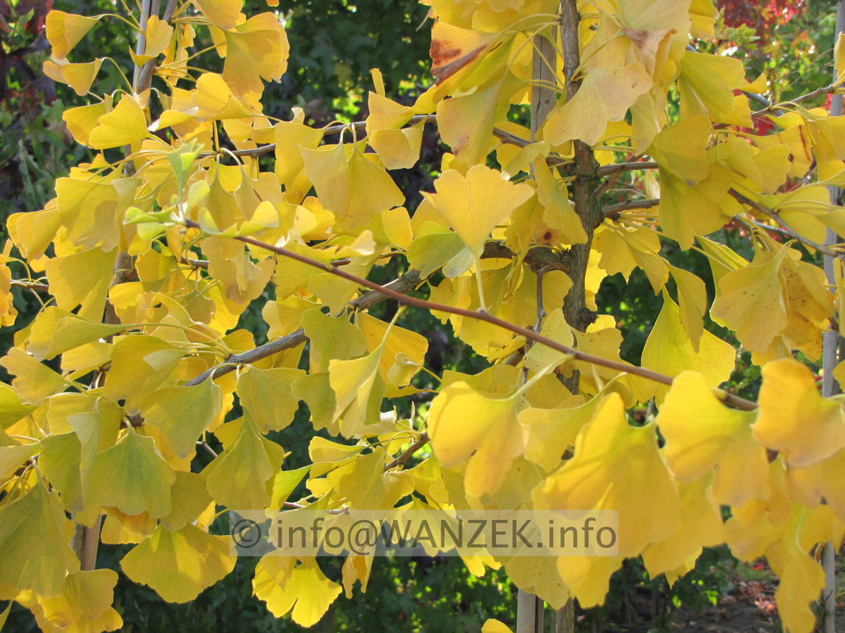 Ginkgo biloba - Herbst.JPG
